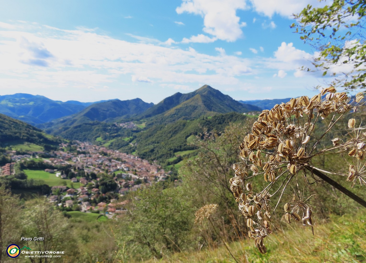 58 Heracleum sphondylium (Panace) con vista verso il Monte Gioco, Serina e Lepreno.JPG